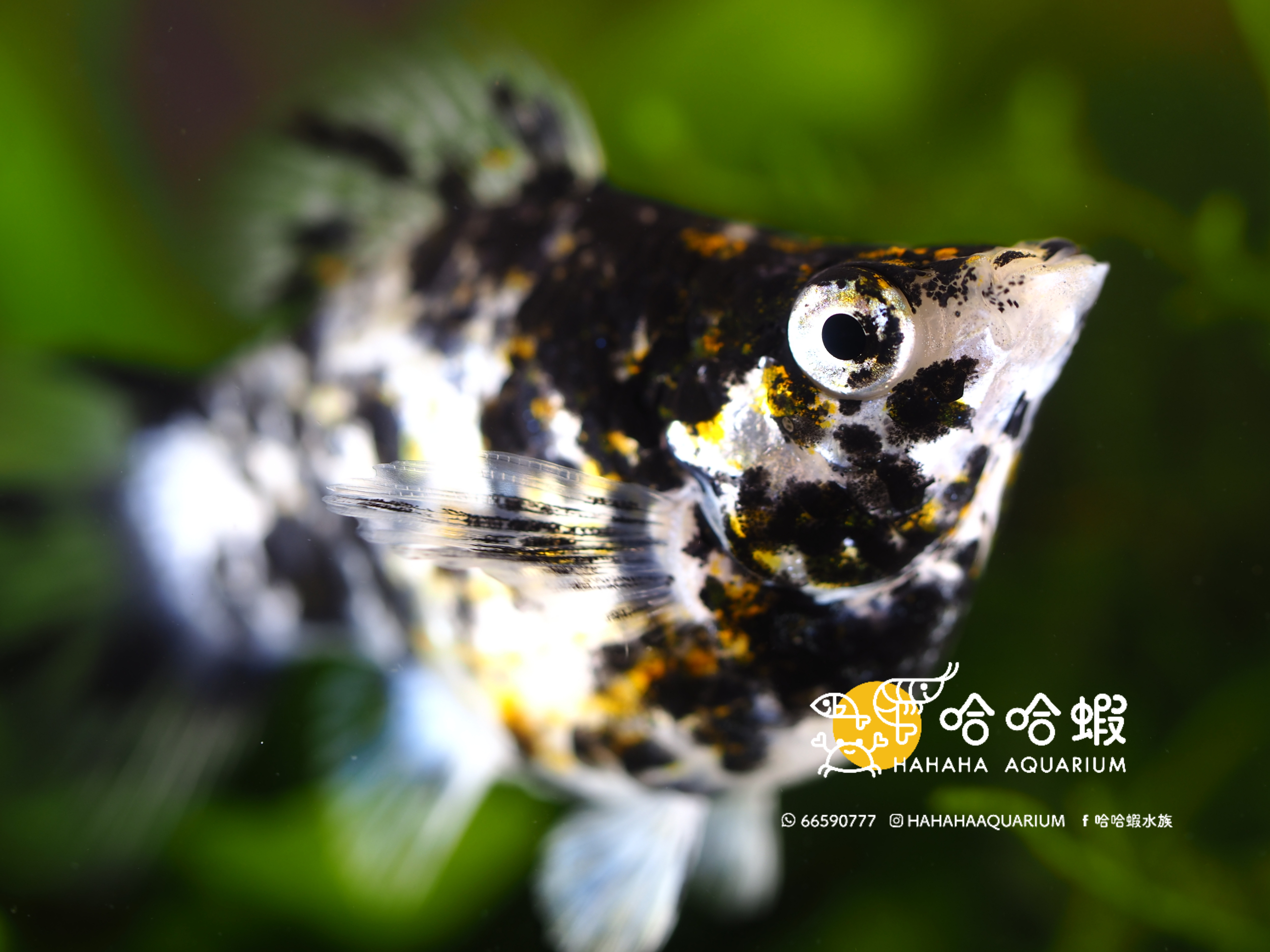 大理石氣球茉莉魚