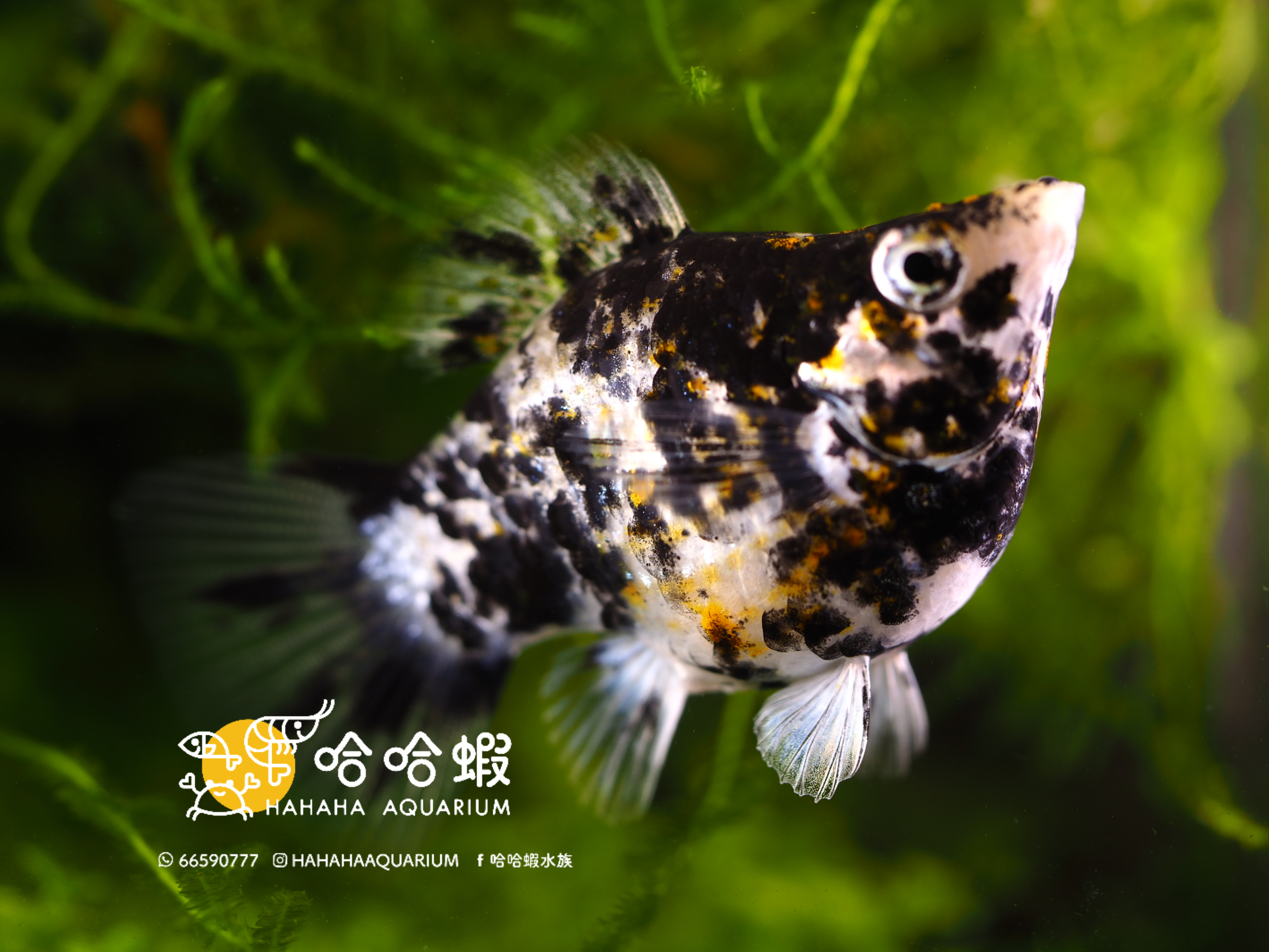 大理石氣球茉莉魚