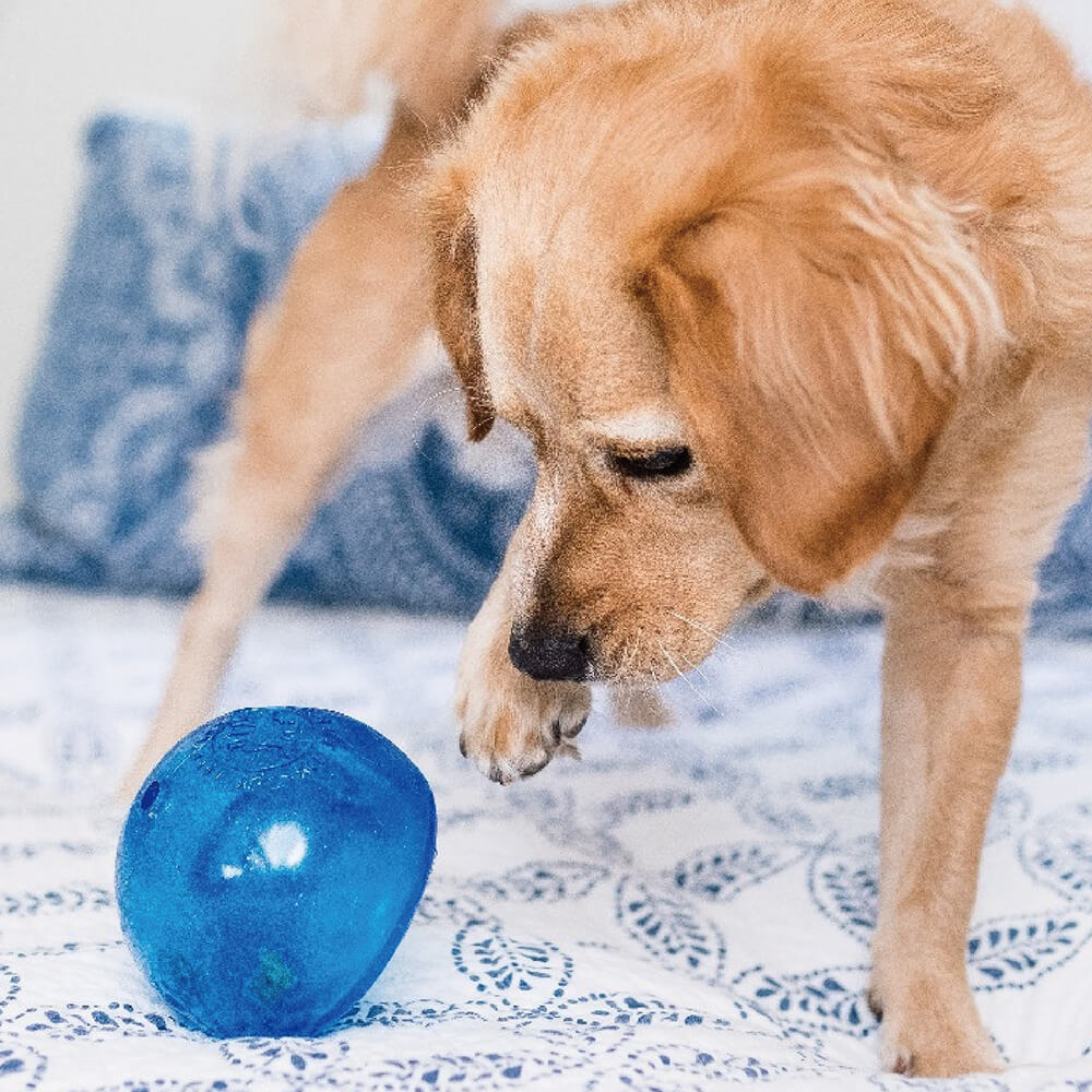 Planet Dog - Snoop 耐咬埋鼻缽S (4色)