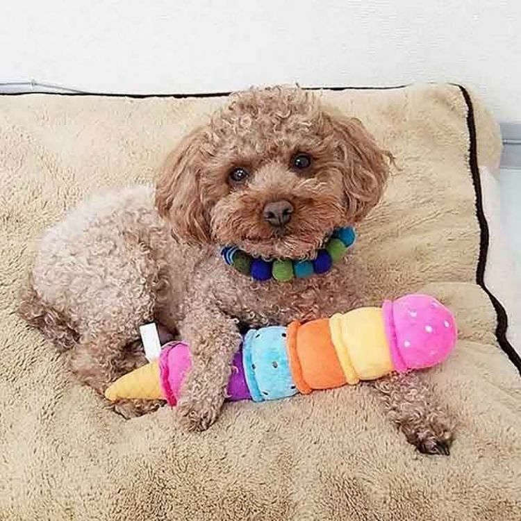 日本Bestever -六球冰淇淋