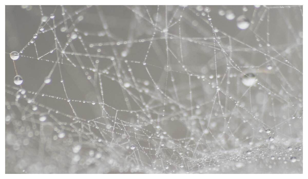 一個充滿水珠的蜘蛛網