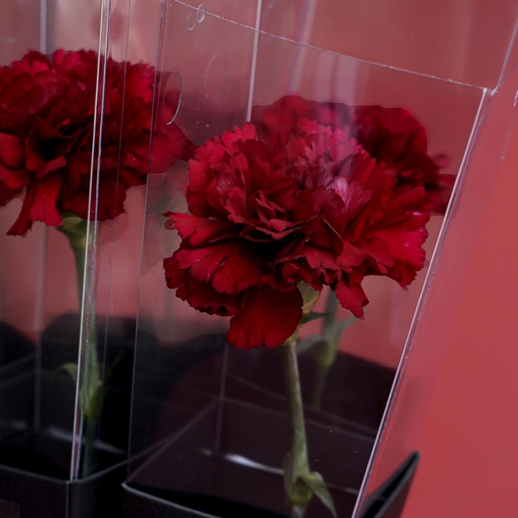 單朵酒紅康乃馨 - 母親節花盒