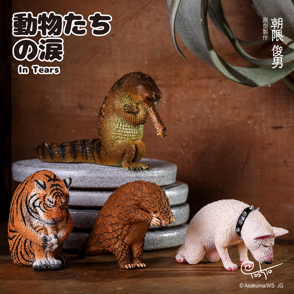 朝隈俊男-不哭不哭眼淚是珍珠