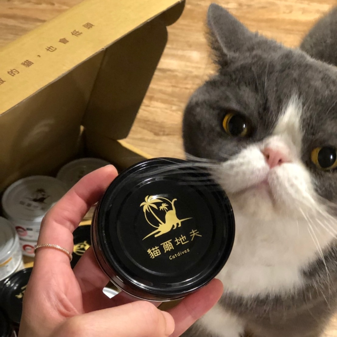 貓爾地夫名人開箱