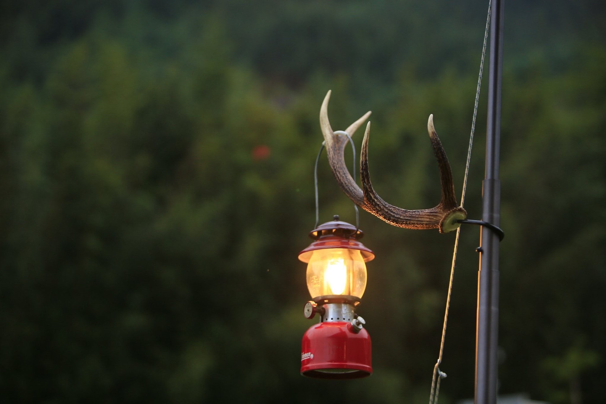 歐洲紅鹿角掛架