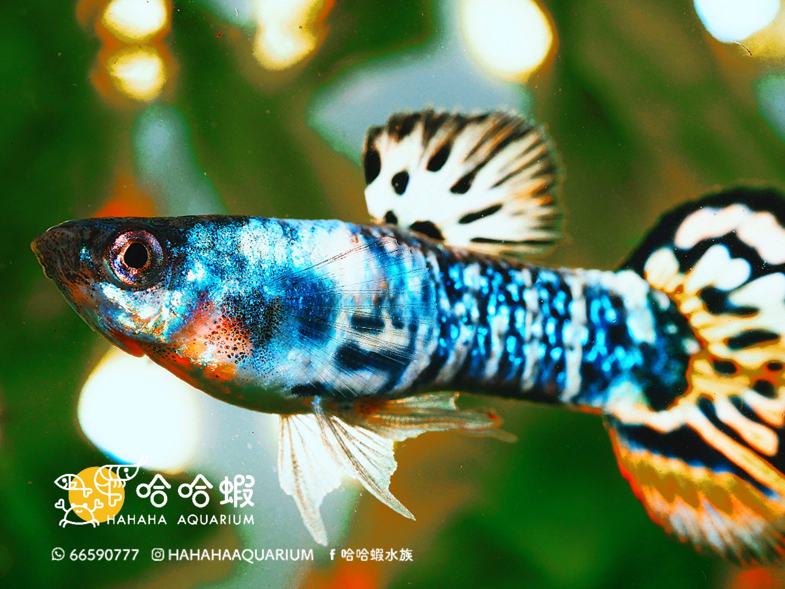 黃蛇紋老虎孔雀魚