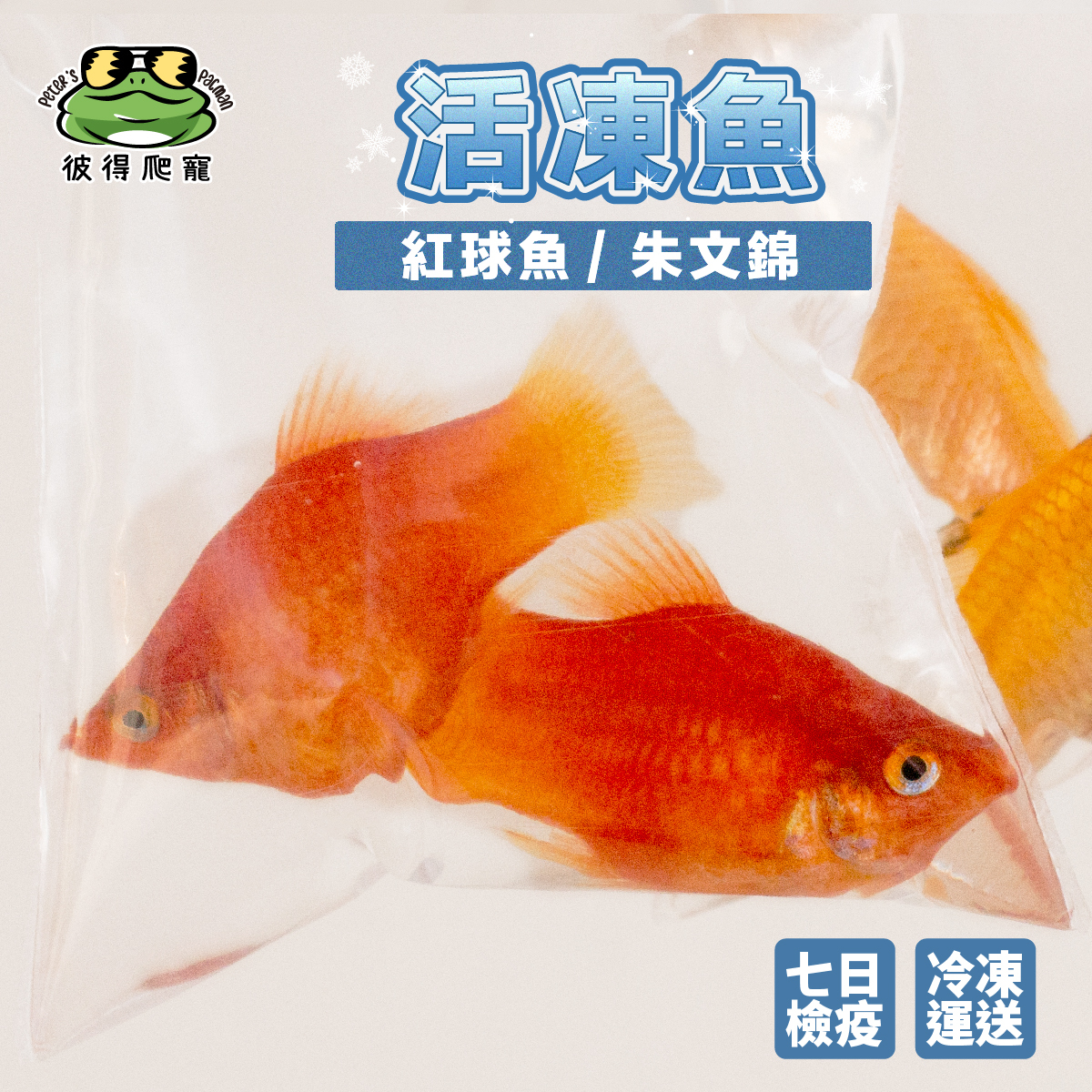 冷凍餌料 活凍魚冷凍魚 朱文錦 球魚 七日檢疫期安全健康 彼得爬寵peter S Pacman