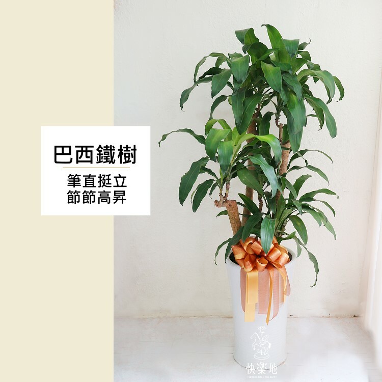 巴西鐵樹  LP190305