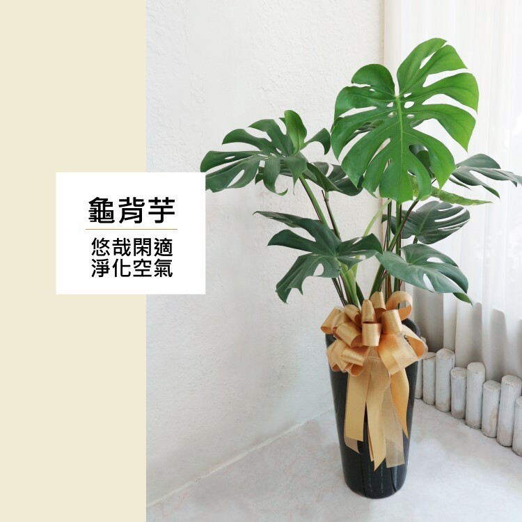 龜背芋(電信蘭)  LP190501