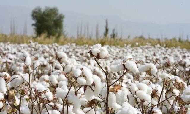 棉花種植需要消耗大量的水資源與肥料、殺蟲劑等，對環境有著較大的負擔。