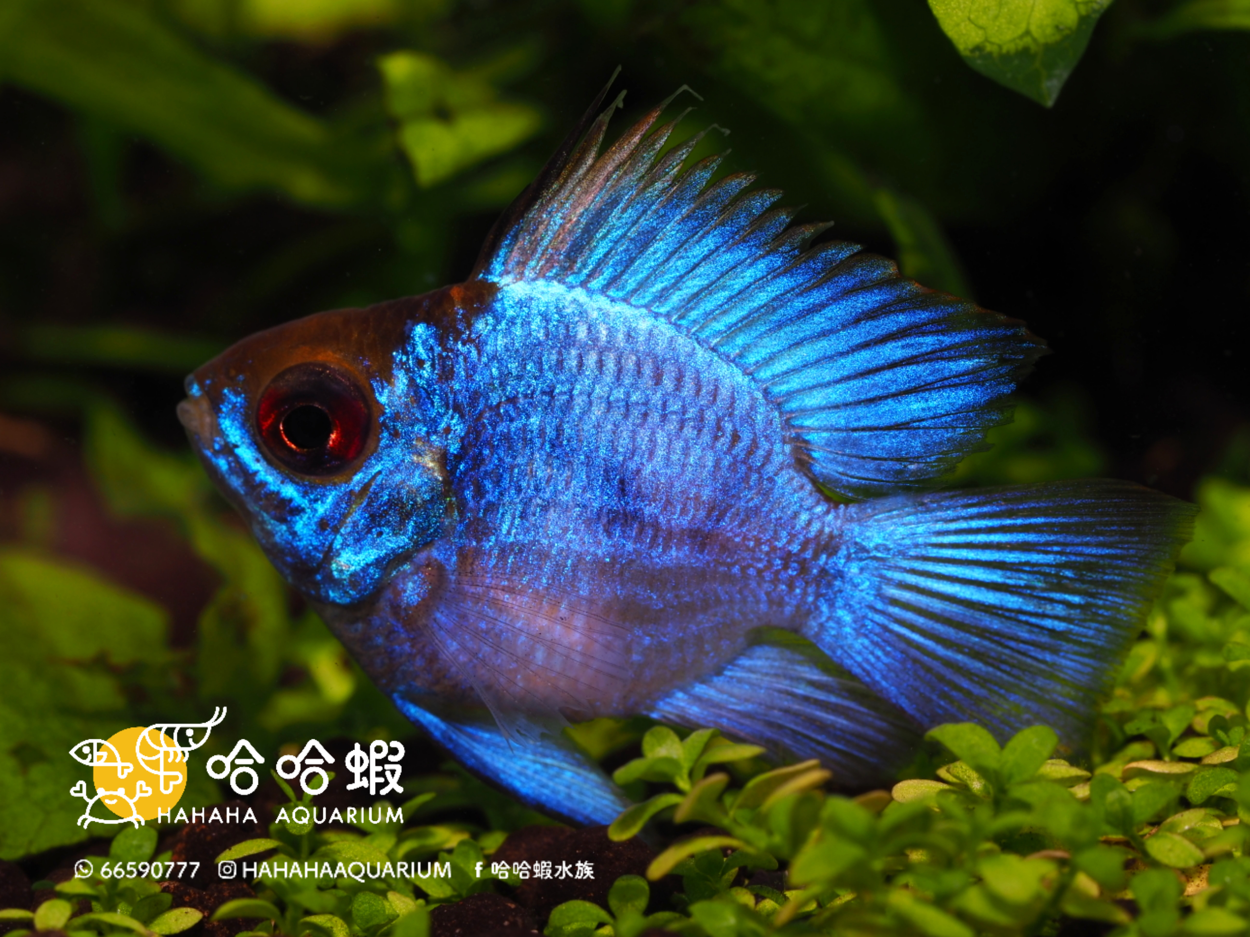 電光阿凡達鳳凰