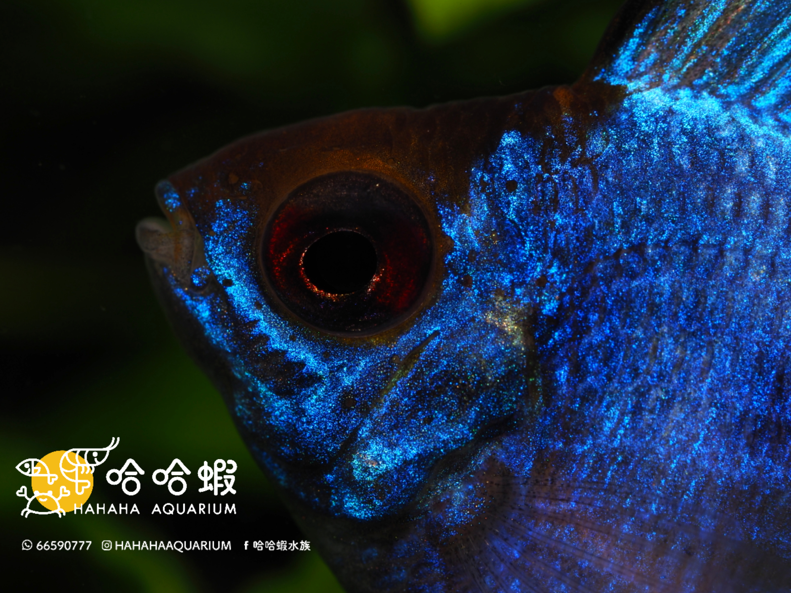 電光阿凡達鳳凰