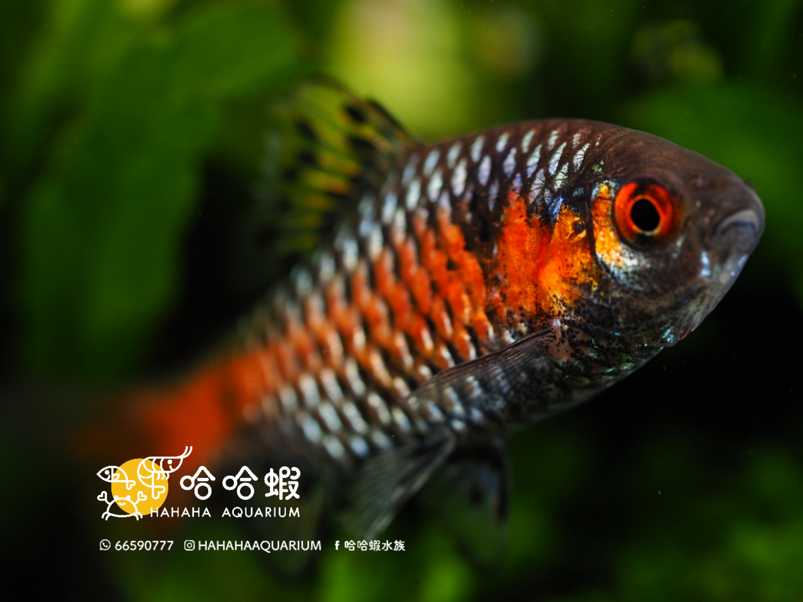 鑽石彩虹雙點䰾