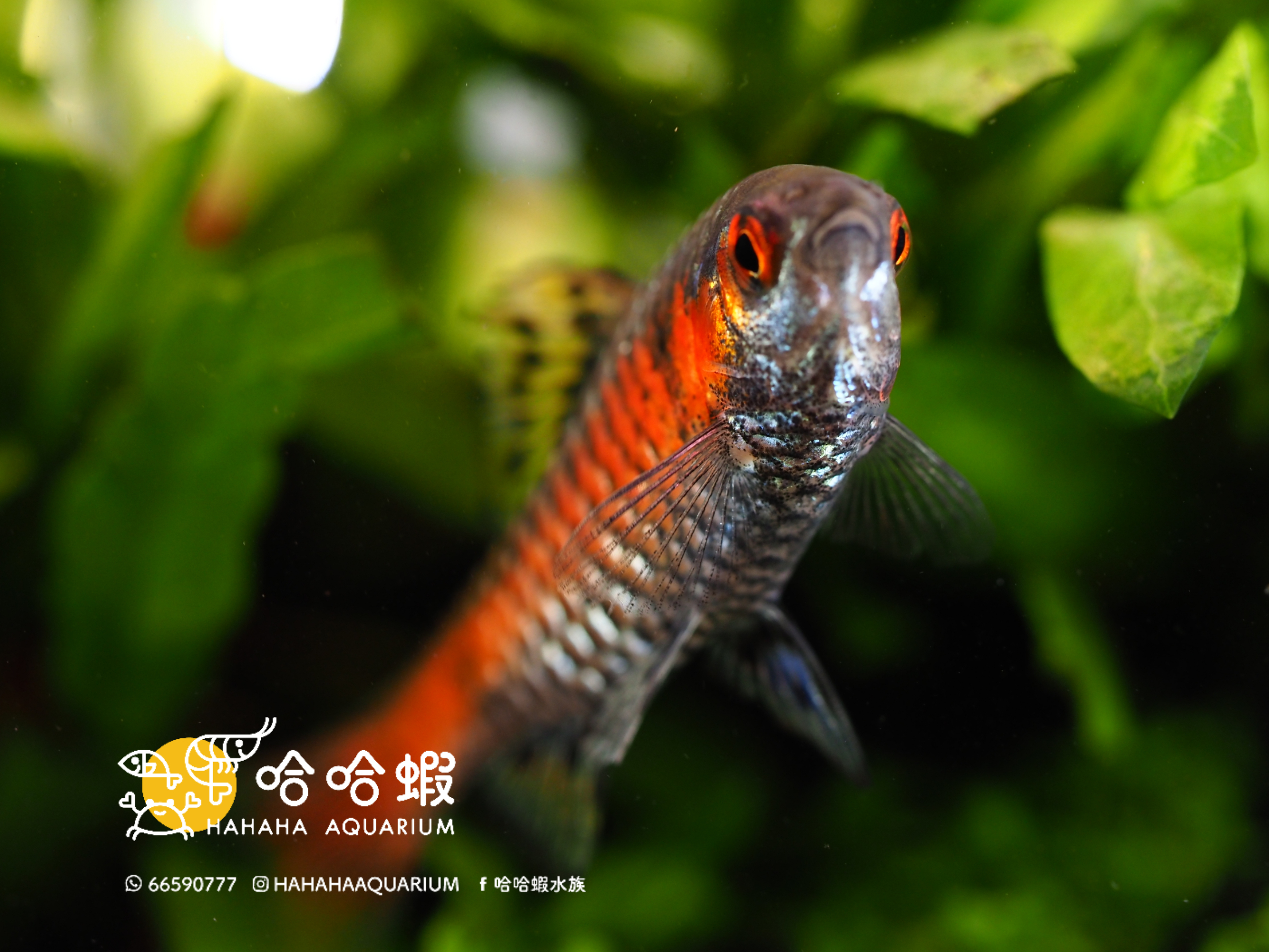 鑽石彩虹雙點䰾