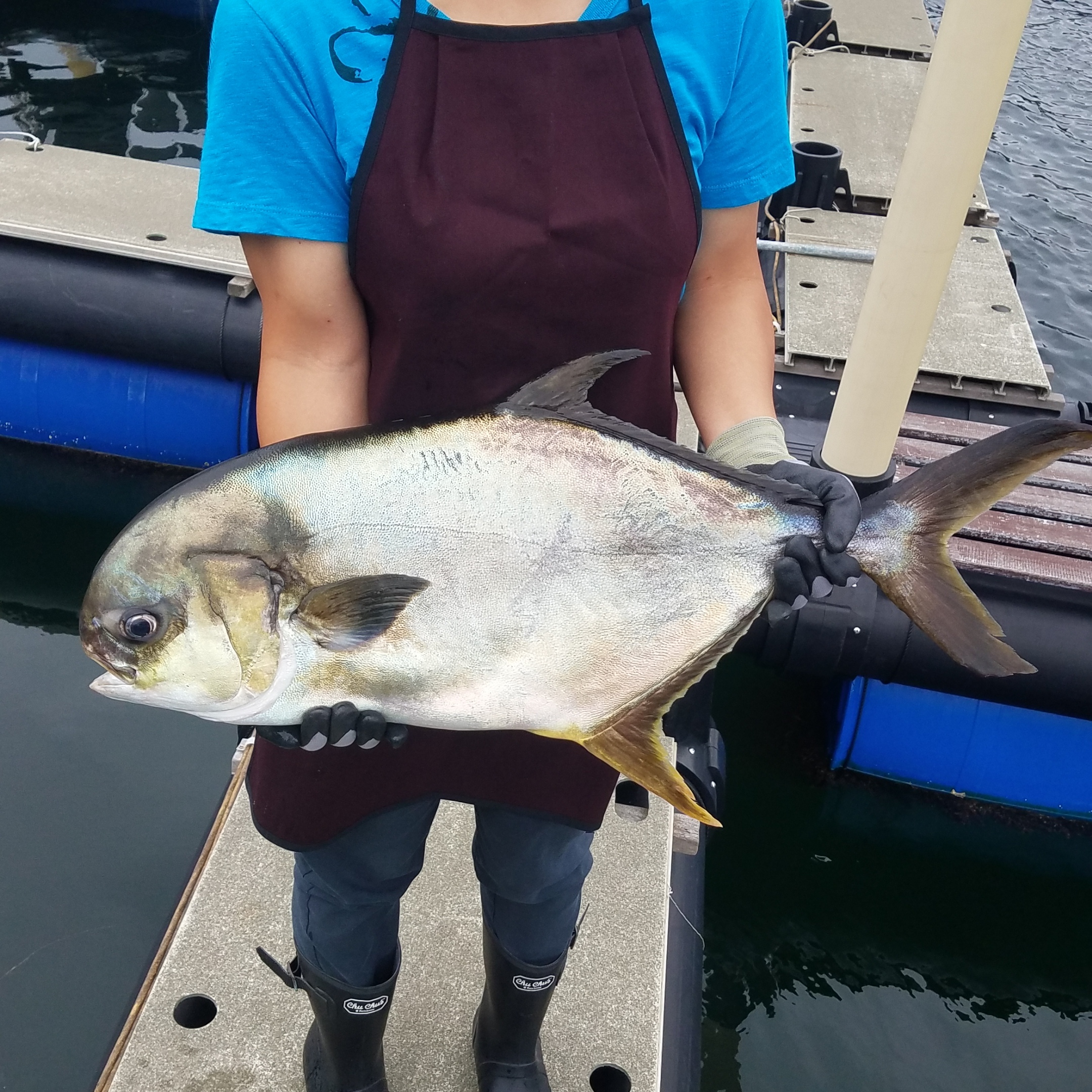 激罕! 本地養殖巨型黃立鯧