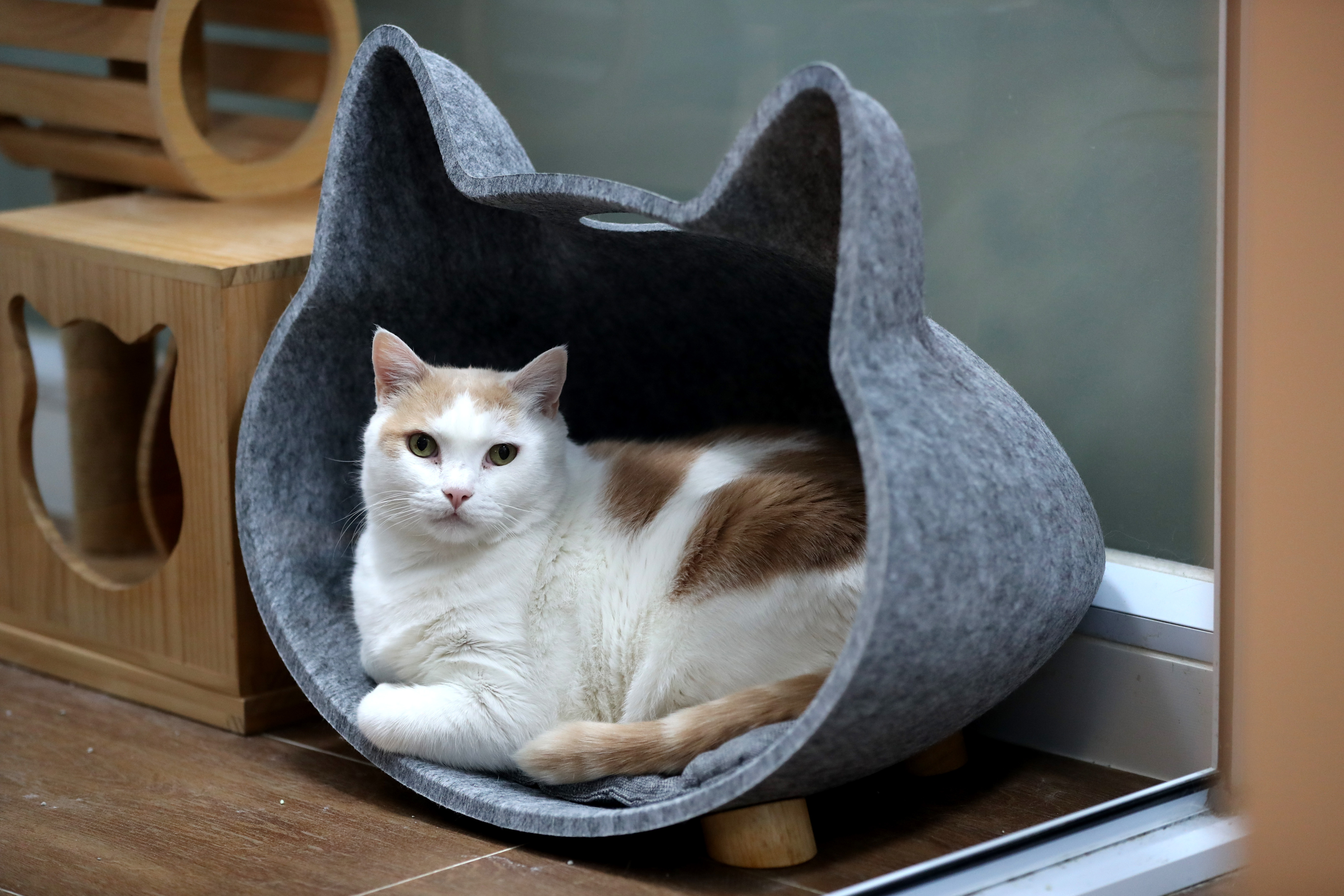 貓屋