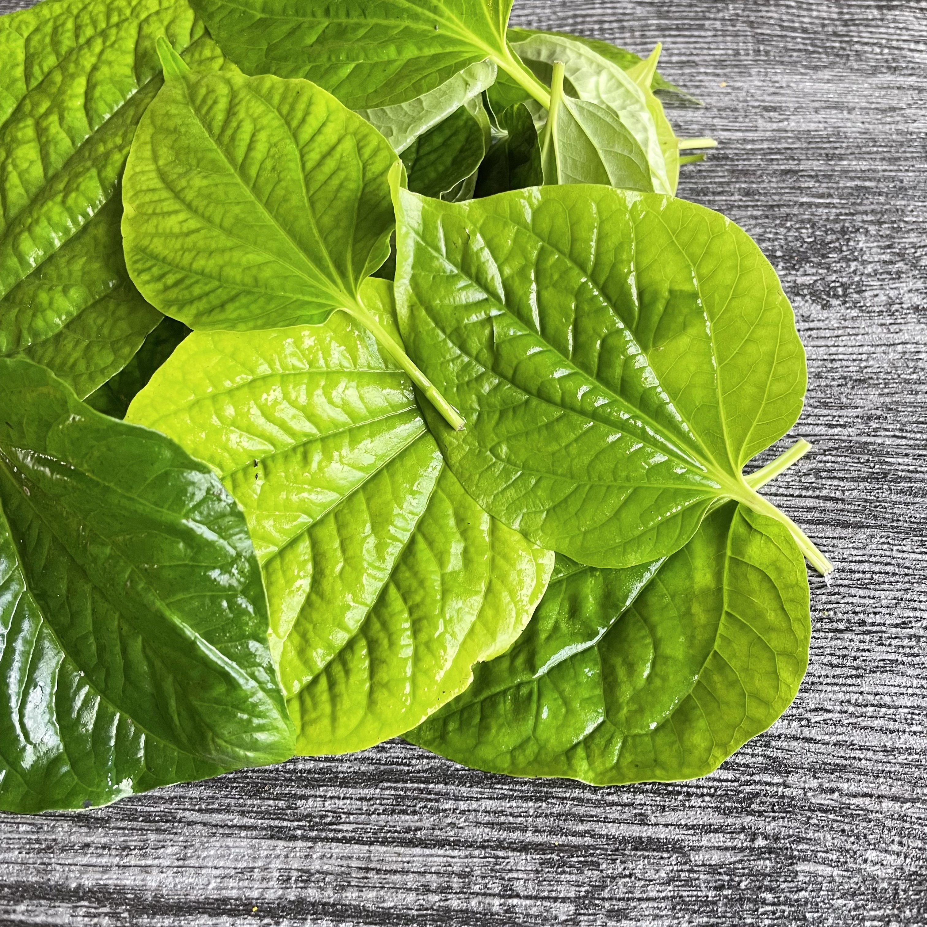 假蒟葉(越南胡椒葉)