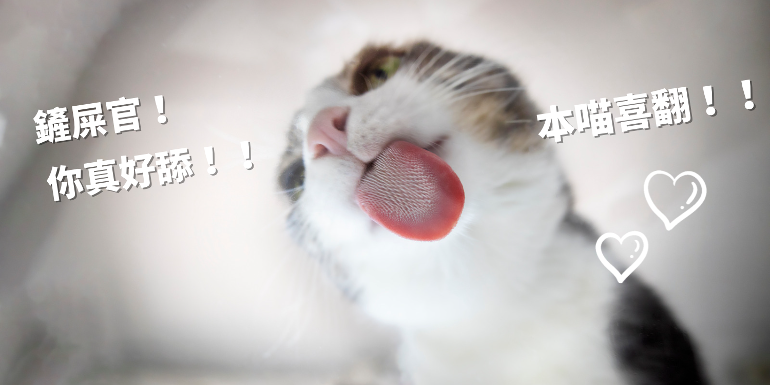 貓咪粉刺,貓的舌頭有倒刺