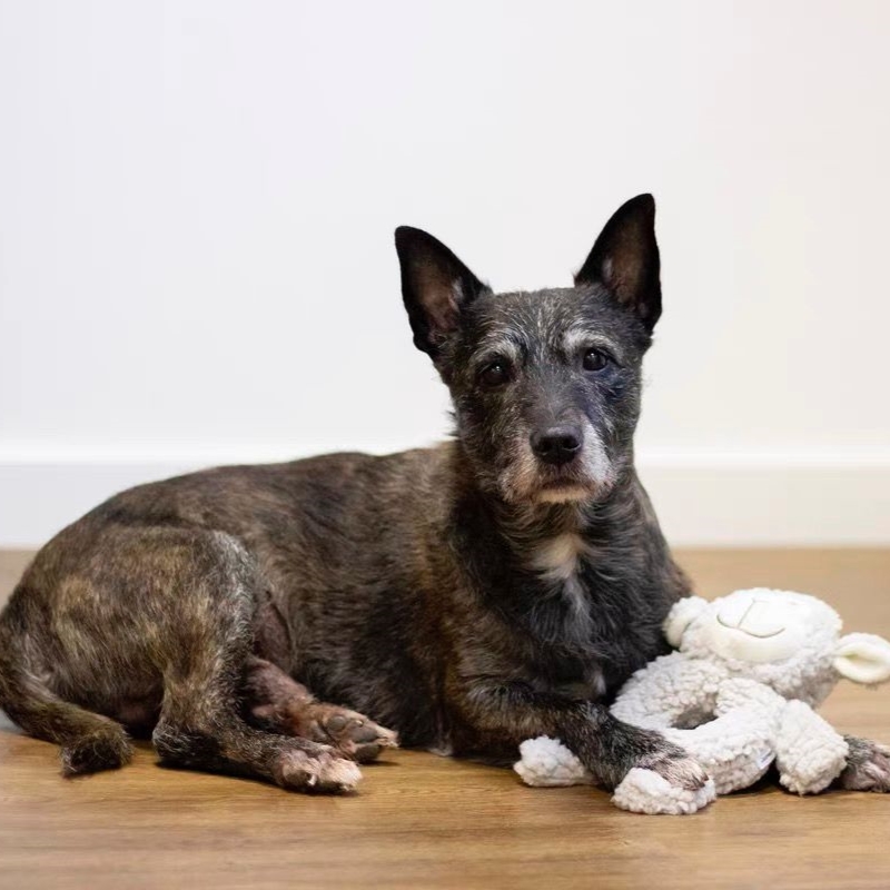 英國ROSEWOOD Aromadog系列- 小羊環 (迷迭香味)