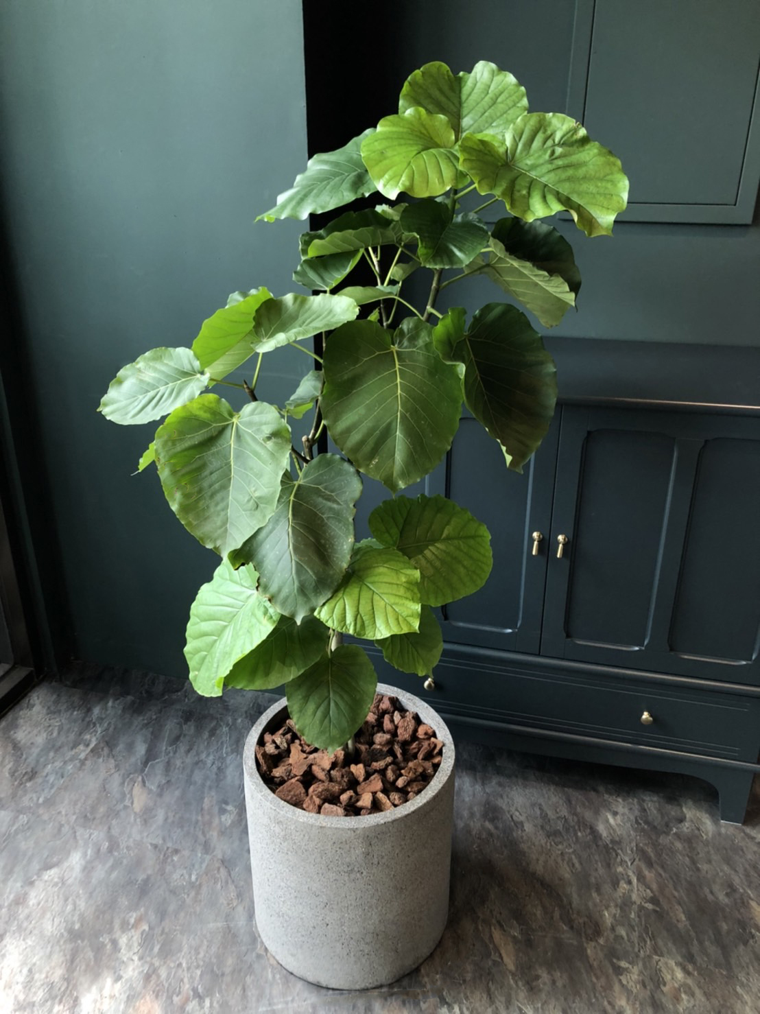 北歐風 ｜愛自然 簡單愛｜愛心榕 水磨石花盆