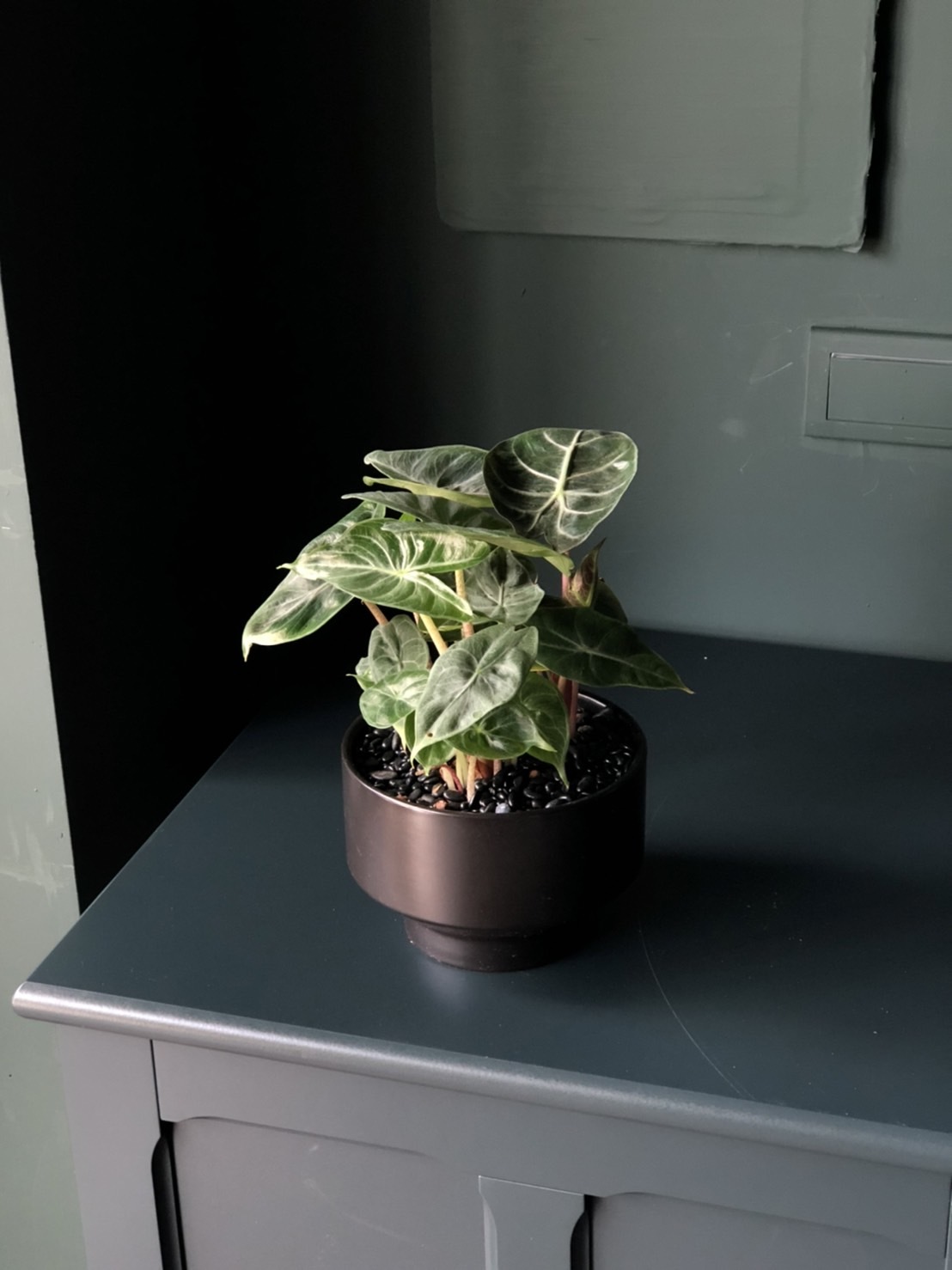 獨特植感｜觀音蓮