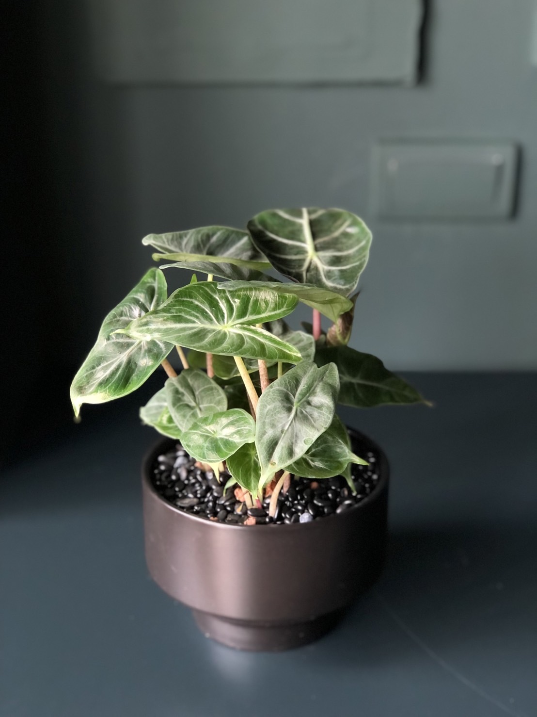 獨特植感｜觀音蓮