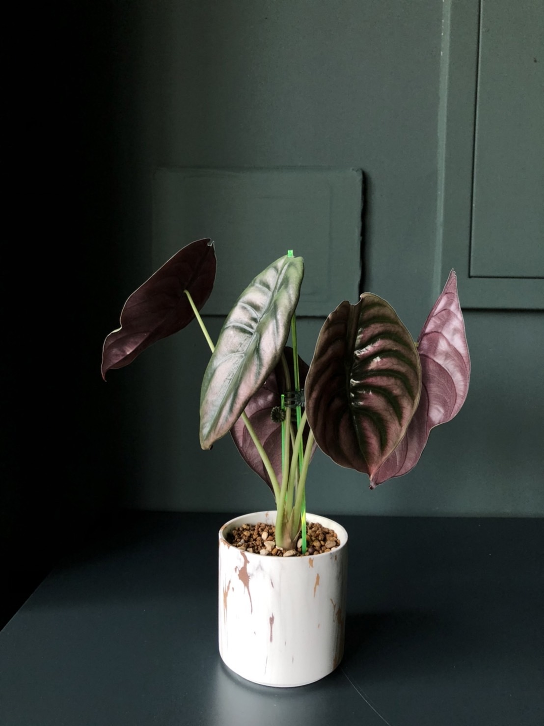 城堡裏的皇后｜銅鏡紅龍觀音蓮 雨林觀葉植物