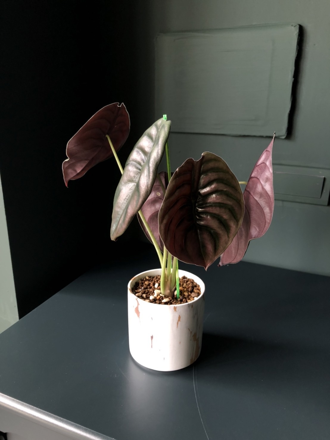 城堡裏的皇后｜銅鏡紅龍觀音蓮 雨林觀葉植物