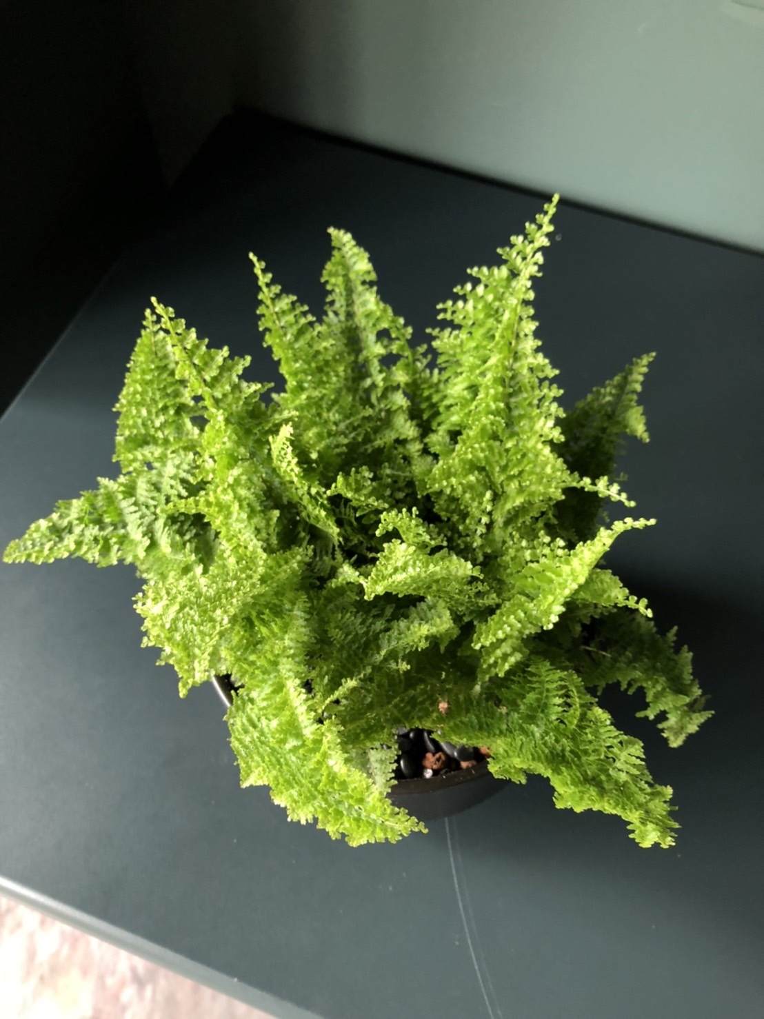 蕾絲美人 ｜蕾絲蕨 室內淨化空氣綠植