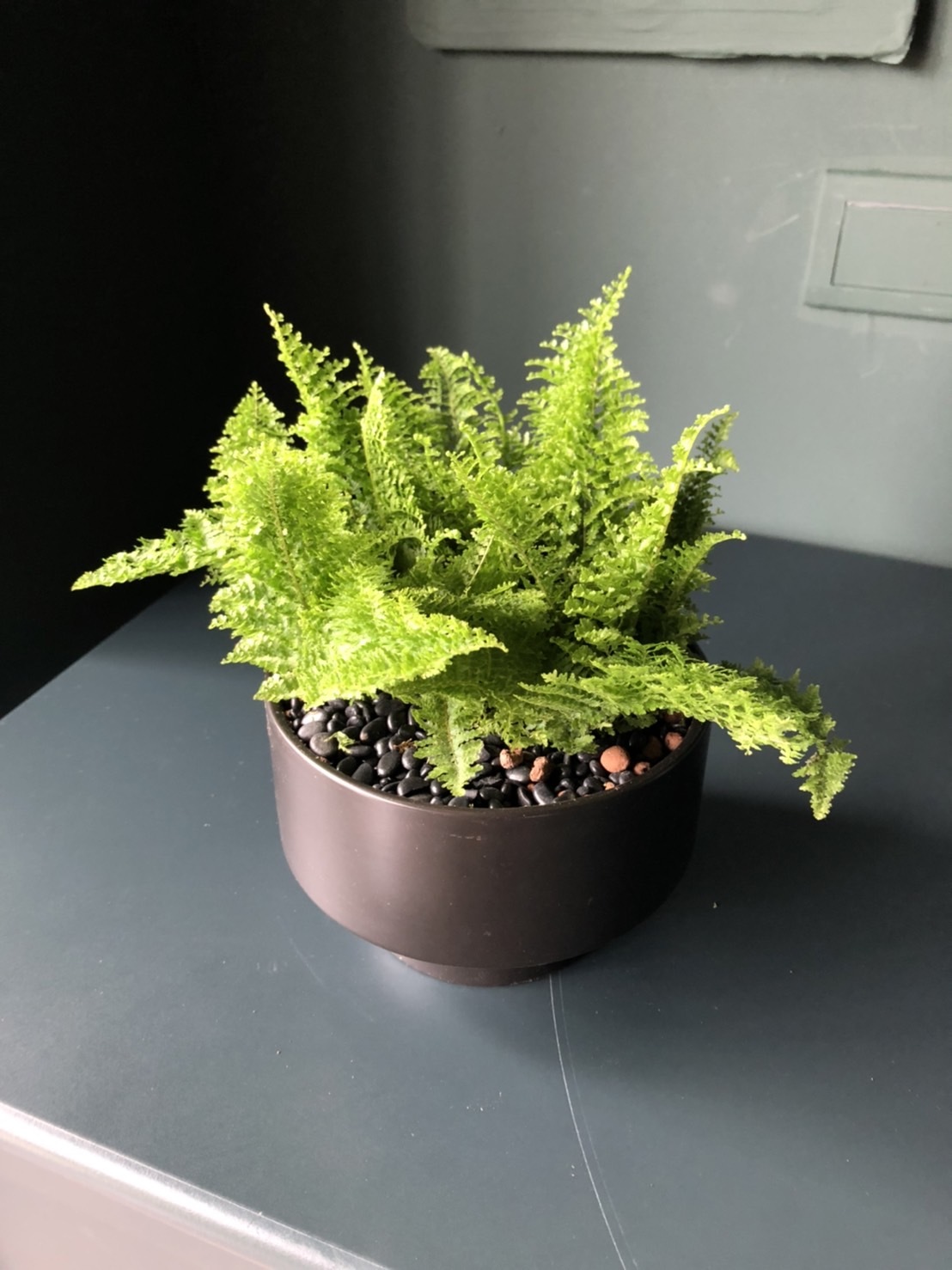 蕾絲美人 ｜蕾絲蕨 室內淨化空氣綠植