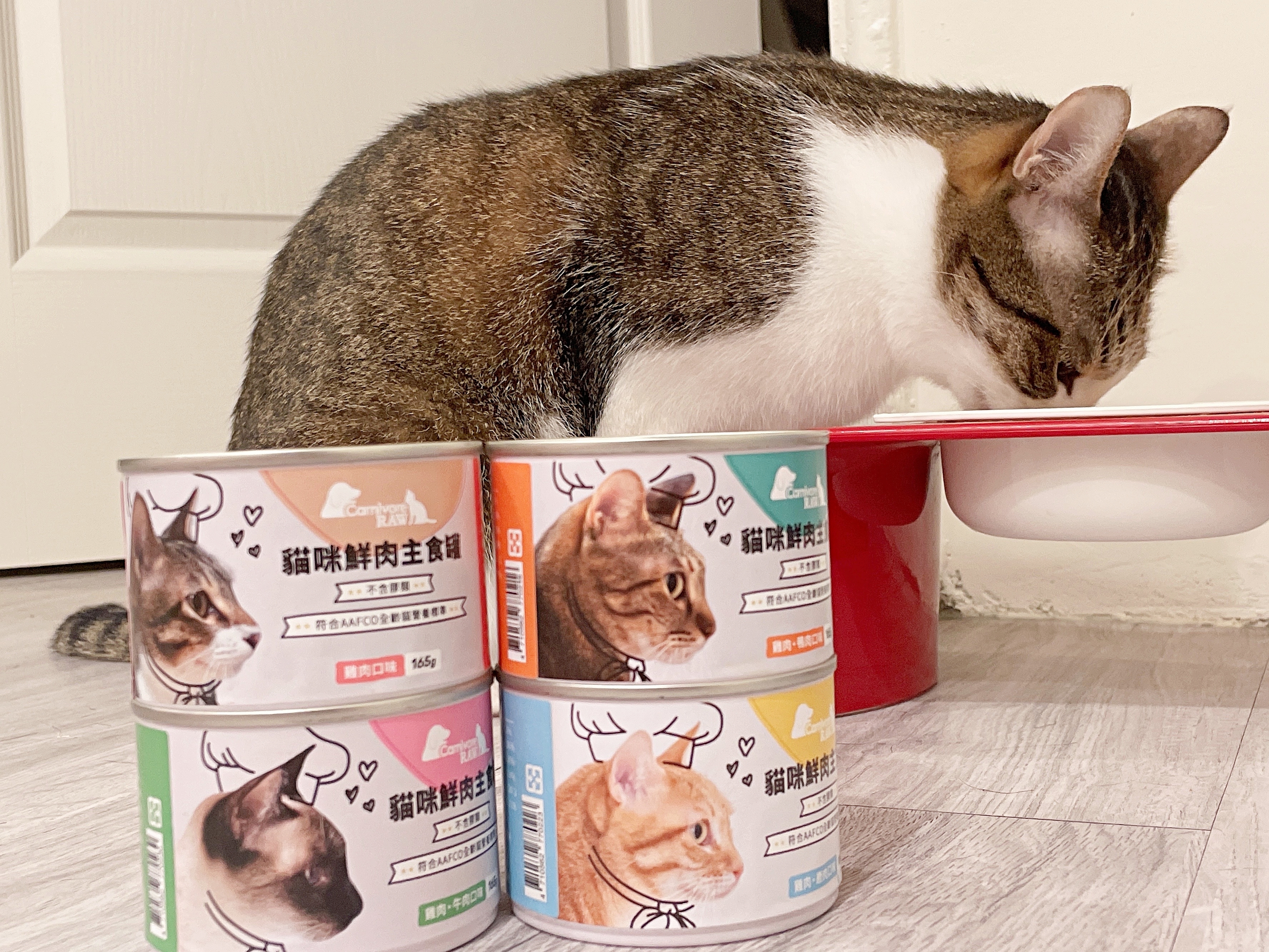 虎斑貓吃卡尼鮮肉主食罐