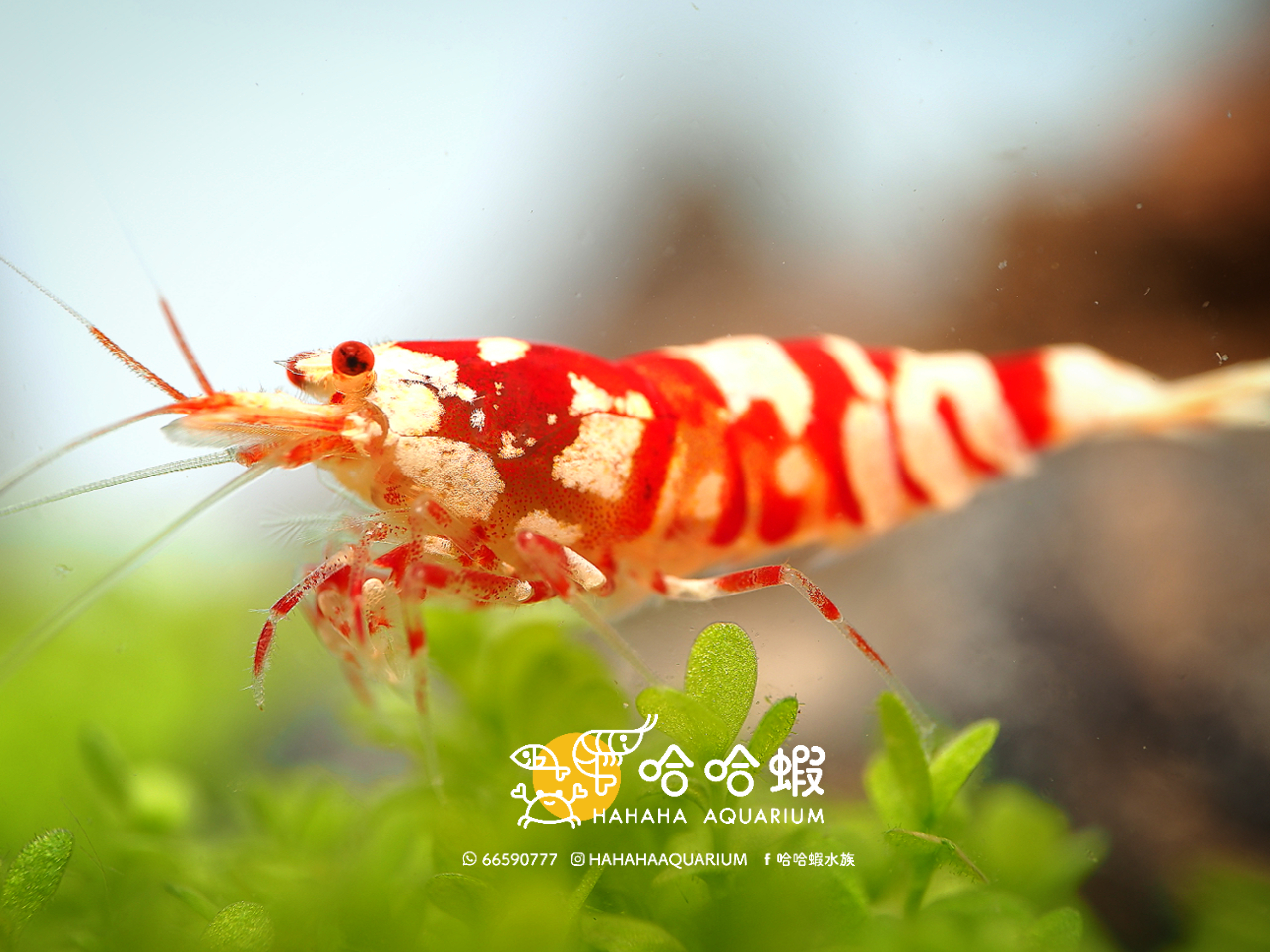 夢幻紅花虎水晶蝦