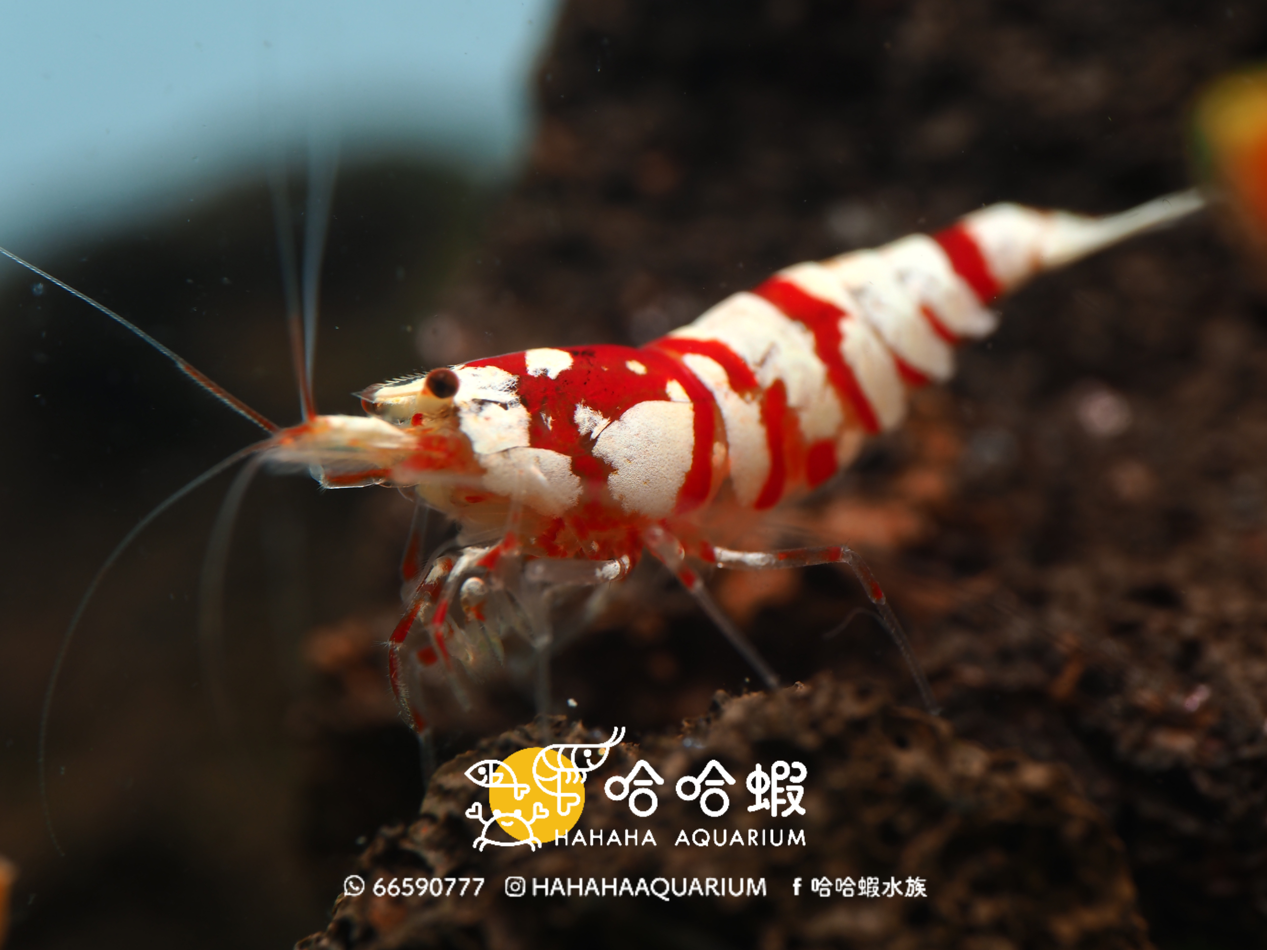 夢幻紅花虎水晶蝦