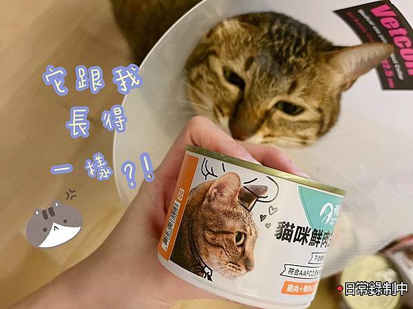 虎斑貓吃卡尼鮮肉主食罐