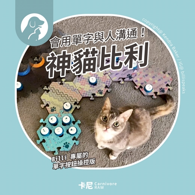 懂得用單字溝通的貓咪