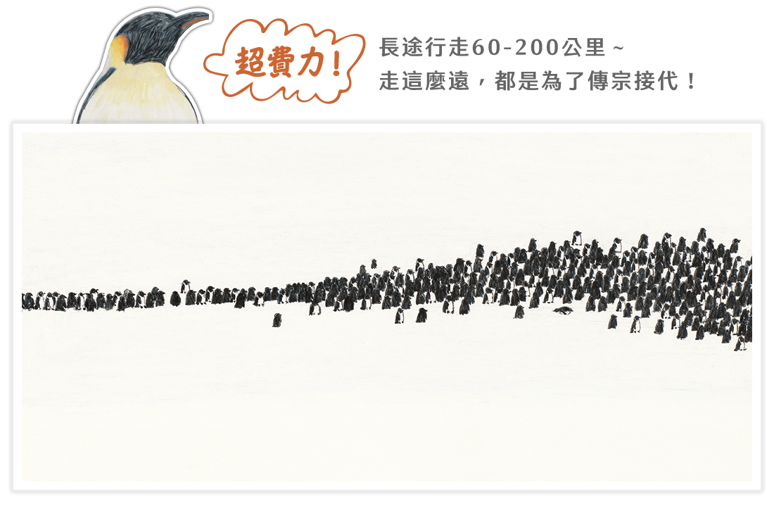 皇帝企鵝內頁賞析-長途行走60至200公里,走這麼遠都是為了傳宗接代