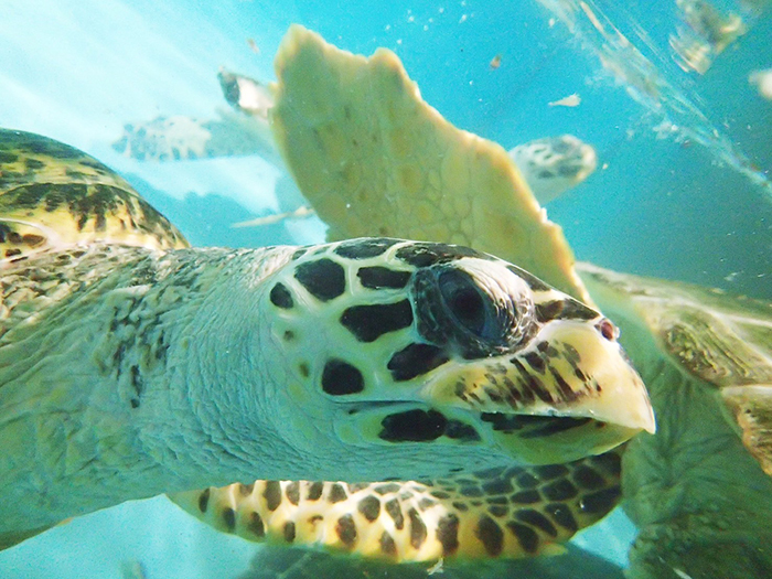 【萬里】野柳海洋世界 海龜