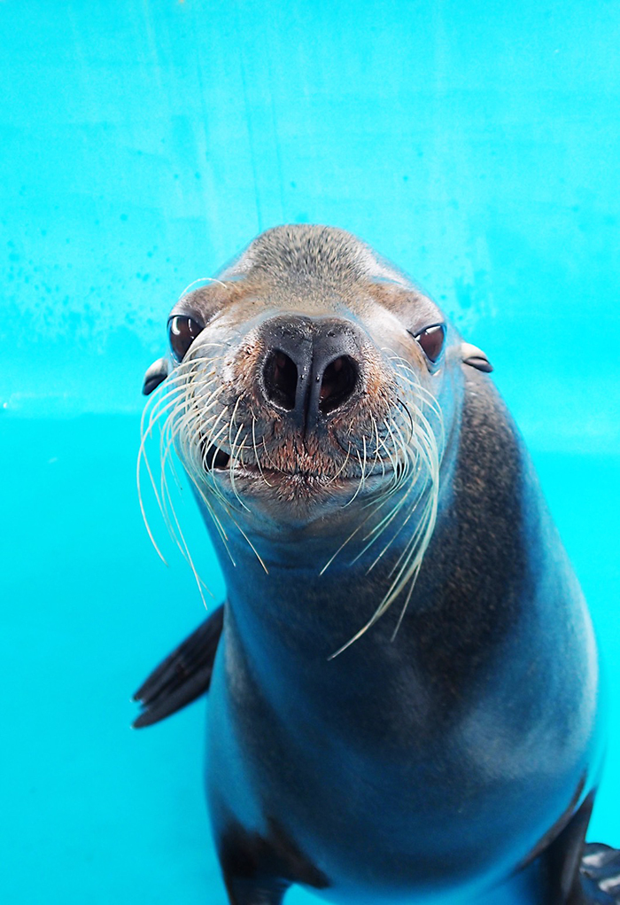 【萬里】野柳海洋世界 海豹