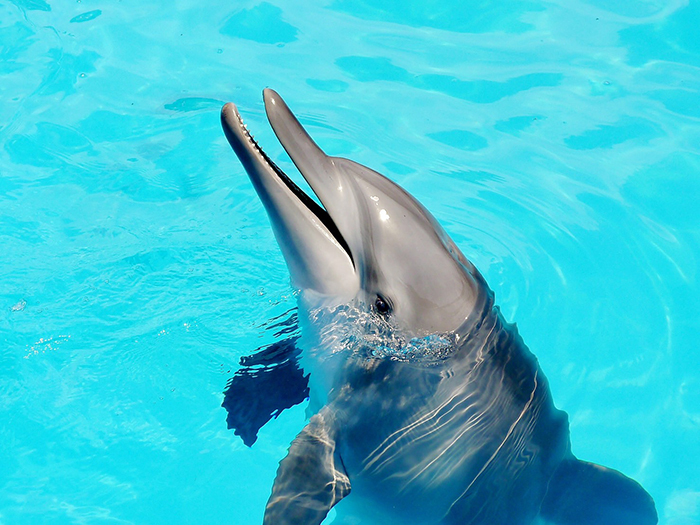 【萬里】野柳海洋世界 海豚