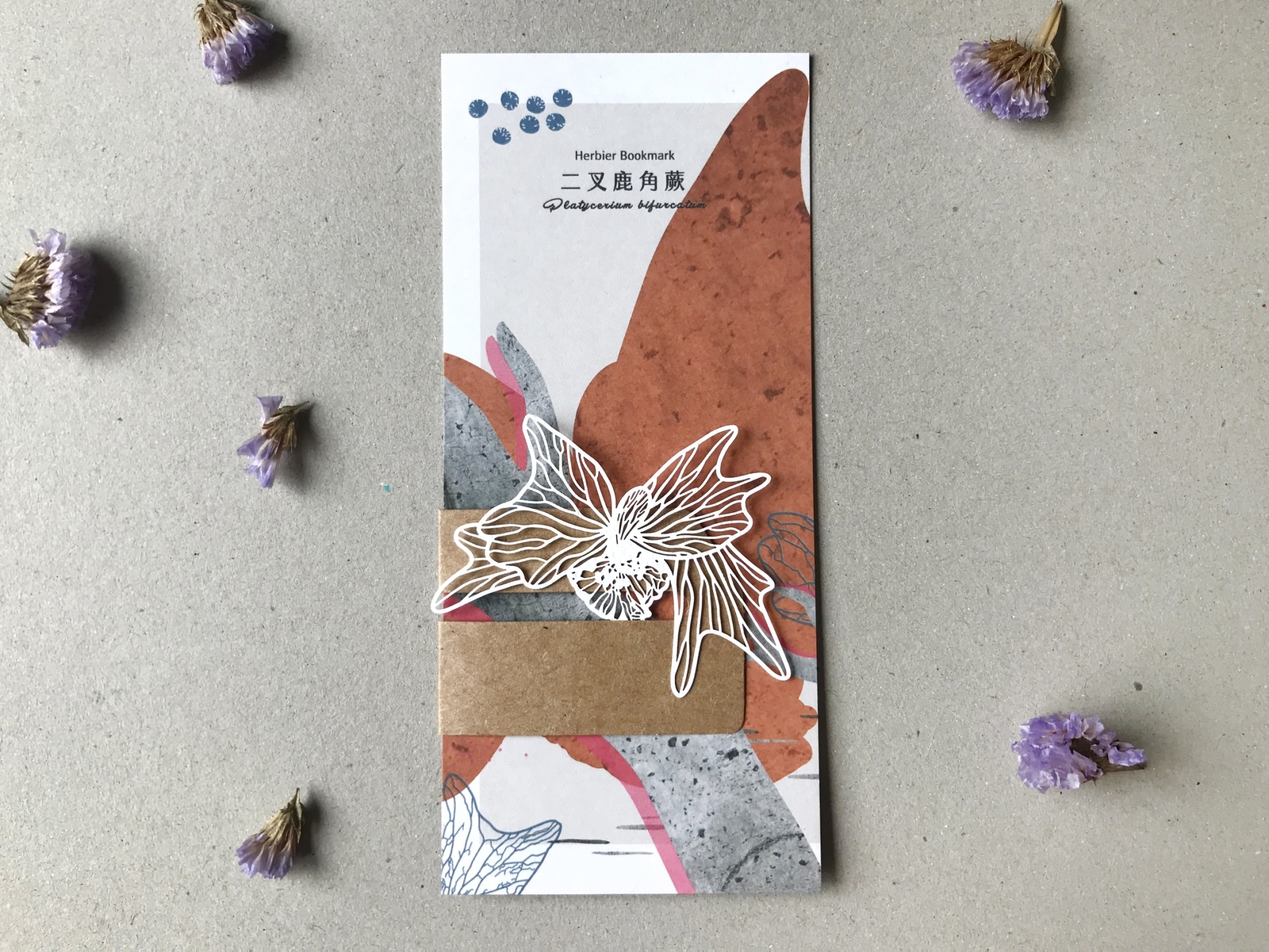 台灣 只有蕨｜蕨類標本紙雕 B系列