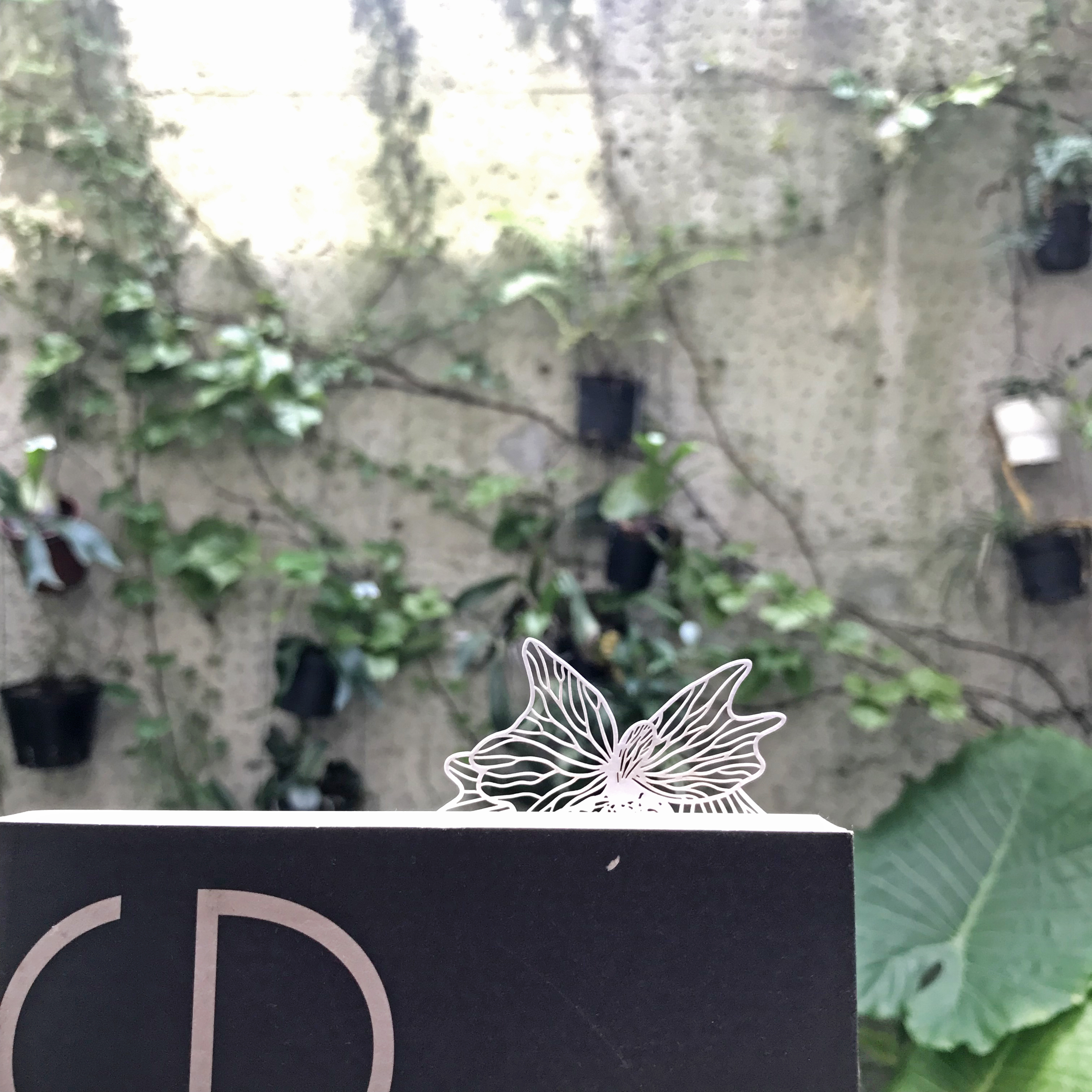 台灣 只有蕨｜蕨類標本紙雕 B系列