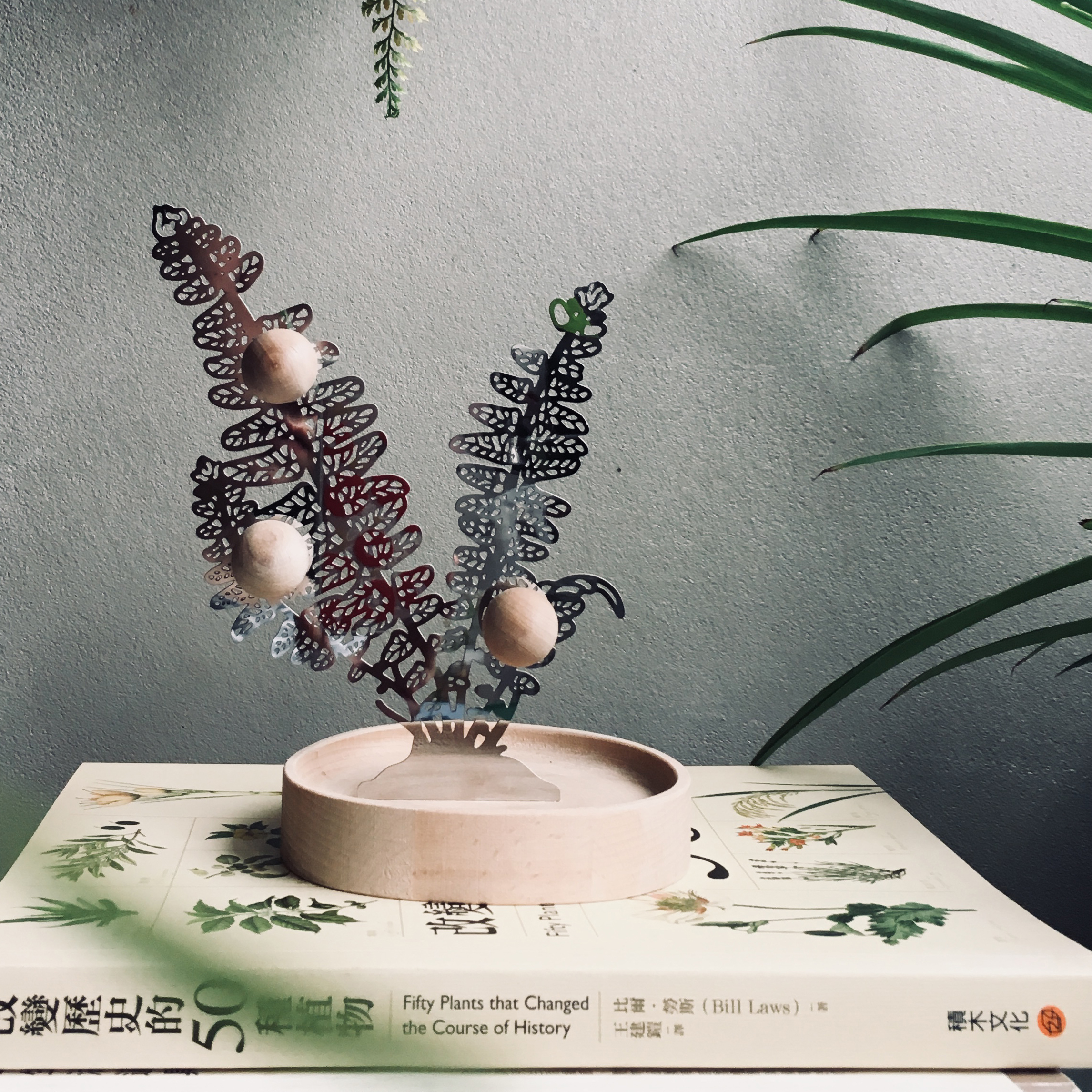 台灣 只有蕨｜蕨對置物掛架