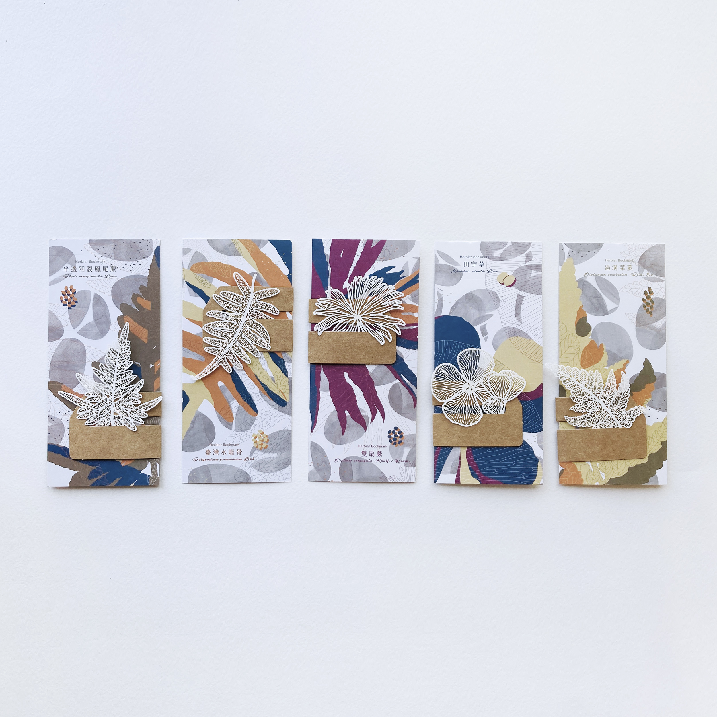 台灣 只有蕨｜蕨類標本紙雕 2.0