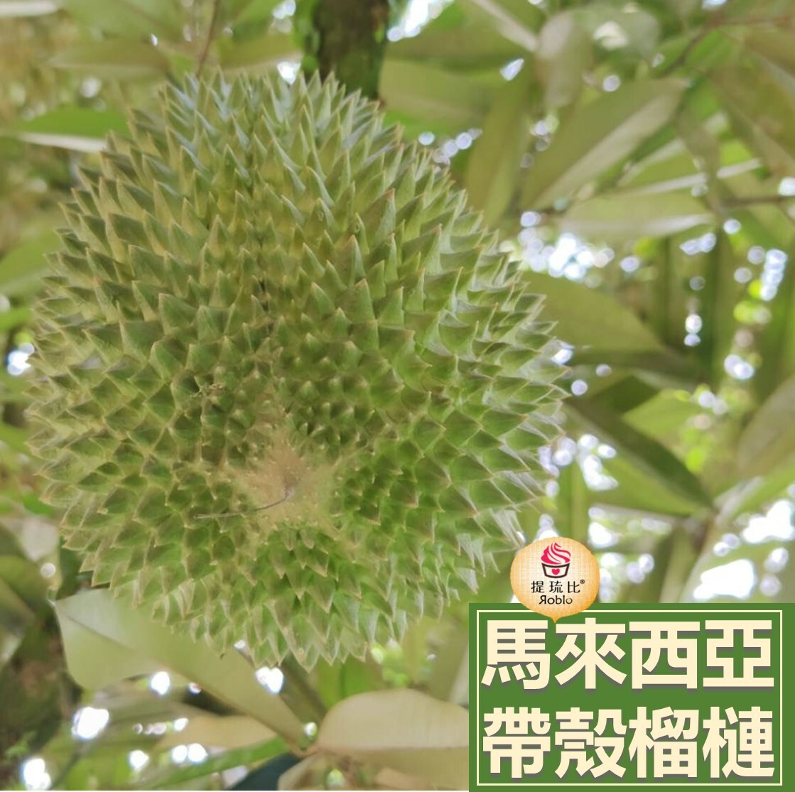 馬來西亞榴槤【整顆帶殼霸氣箱】(液態氮冷凍)｜黑刺、貓山王 、貓山王中王、蘇丹王、金鳳 、紅肉 、金包