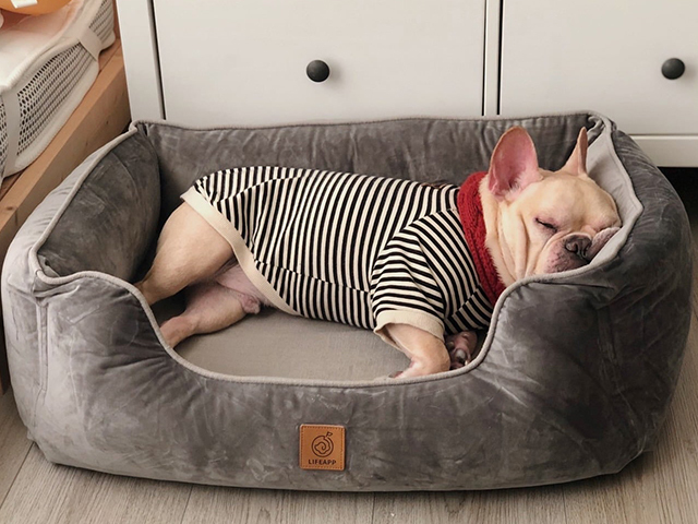 法鬥瓜瓜與僕人の100種生活