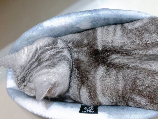 LIFEAPP逗色貓窩-波波 一隻白爛貓