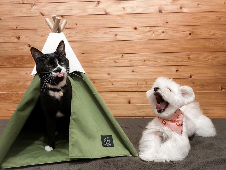 LIFEAPP小貓山丘-小瑪布迪迪