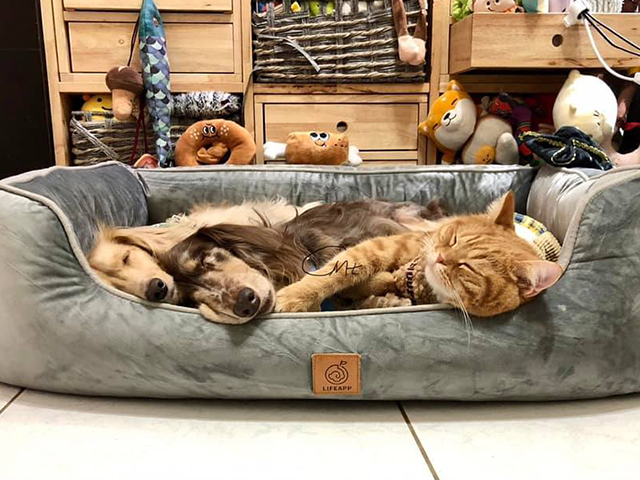 LIFEAPP尊爵堡-長毛臘腸-Cookie & Moco & Toast