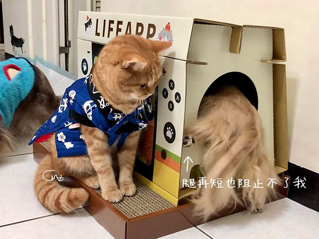 LIFEAPP貓抓遊戲機-長毛臘腸-Cookie & Moco & Toast