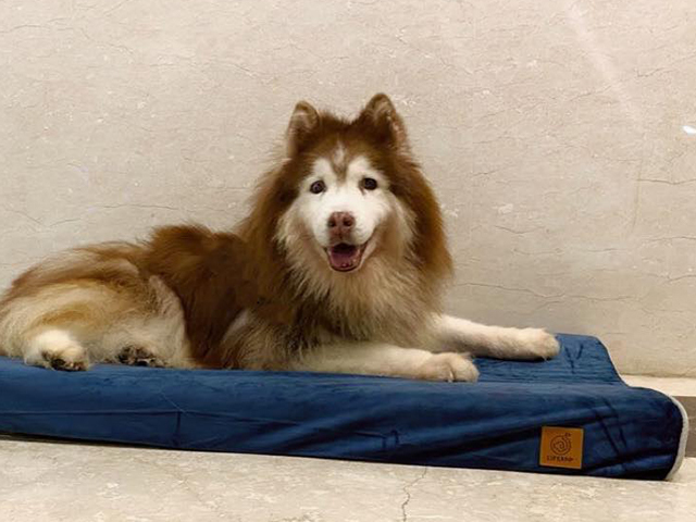 LIFEAPP舒弧墊-Nico醬的走跳人生